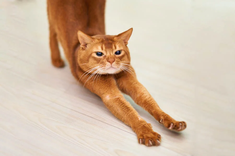 pet dryer machine box